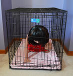 caged 7R